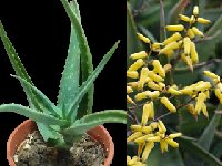 Aloe hildebrandii MCA 20210731_125530 Aloe hildebrandii MCA (Somalia)