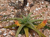Aloe perryi cf. Jabal Maahli Socotra DSC 9358  Aloe perryi cf. Jabal Maahli Socotra