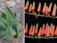 Aloe secundiflora Namanga, Kenya ©JLcoll.358  Aloe secundiflora (Namanga, S. Kenya) JLcoll.358 Rare