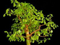 Commiphora wightii Rajasthan, India Commiphora wightii JHP (Rajasthan, India) Rare myrrh tree