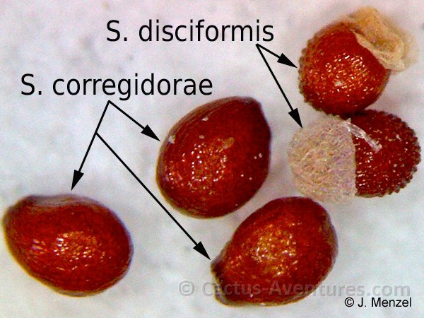 「strombocactus corregidorae」的圖片搜尋結果