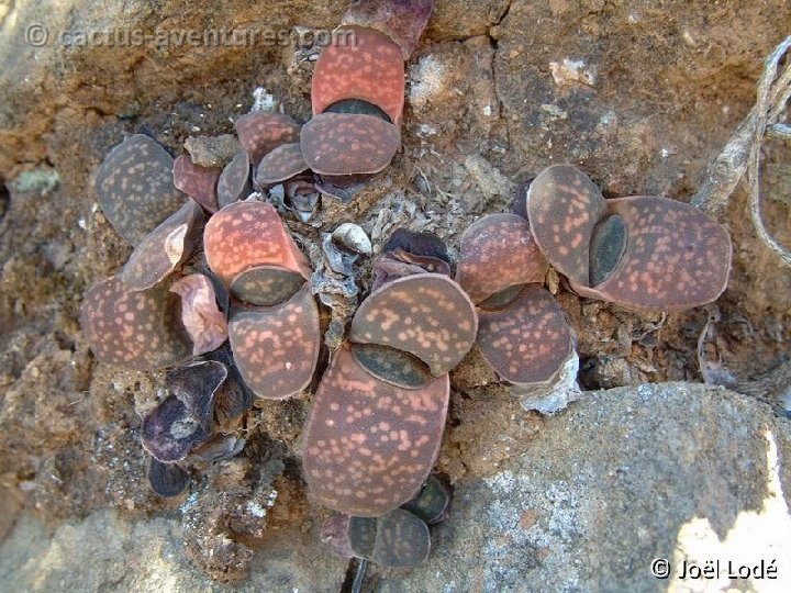 Gasteria pillansii v. ernestii-ruschii, Namuskluft, Namibia Dscf3728b
