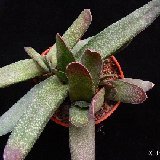 Gasteria bicolor 'caespitosa' (8.5, 10.5 & 12cm Ø available)