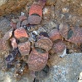 Gasteria pillansii v. ernestii-ruschii, Namuskluft, Namibia Dscf3728b.jpg