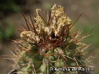 Copiapoa ahremephiana WK 787 AdB  Copiapoa ahremephiana WK_787_FA exAdB † very few quantity