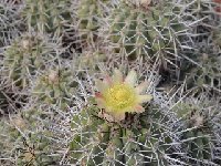 Copiapoa coquimbana wagenknechtii JL DSC 0332 (2)  Copiapoa coquimbana wagenknechtii RCPB121.01 ex FA †