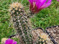 Echinocereus relictus P.Charbonnier 162738cb  Echinocereus relictus P.Charbonnieralso by 100