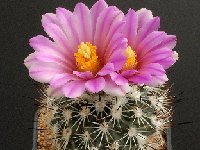 Echinomastus gautii ©Georges Marchand  Echinomastus gautii FA (taxonomy doubtful although beautiful !) † very small quantity