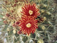 Ferocactus emoryi covillei, Az, USA -035  Ferocactus emoryi (covillei) JL also by 100