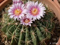 Ferocactus macrodiscus P1070003  Ferocactus macrodiscus FA