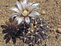 Gymnocalycium bodenbenderianum paucispinum ex stellatum P402 Salinas Grandes, Catamarca, Arg  Gymnocalycium bodenbenderianum paucispinum ex asterum FA also by 100/500