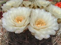 Gymnocalycium gibbosum ssp. borthii ex 'wagnerianum'  JL2042  Gymnocalycium gibbosum ssp. borthii ex 'wagnerianum'  JL2042+FA BO89 (Zanjitas, 500m, San Luis, Argentina) † very  small quantity