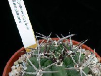 Gymnocalycium mostii kurtzianum P1180780  Gymnocalycium mostii kurtzianum POO84 FA