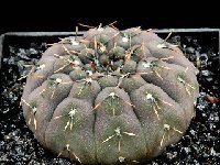 Gymnocalycium quehlianum 'obductum' P121 GM  Gymnocalycium quehlianum 'obductum' RF967 FA