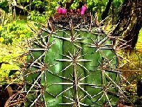 Melocactus HJ1029 ©JBenezet  Melocactus sp HJ1029 (Hans Jucker) JB