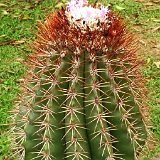 Melocactus broadwayi ©JB  Melocactus broadwayi JB also by 100 seeds