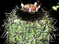 Melocactus concinnus HU214 ©JB coll  Melocactus concinnus HU214 (seabraensis) Seabra, Bahia, Brazil JB