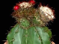 Melocactus curvispinus  caesius humilis JB  Melocactus curvispinus ssp caesius " humilis" JB