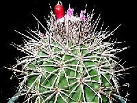 Melocactus curvispinus (el saco) Isla Margarita VZ ®JB coll  Melocactus curvispinus v. lobelii (PN La Restinga, Nueva Esparta) Isla Margarita, Venezuela JB