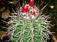 Melocactus curvispinus (laui) Antesberger Aruba J.B  Melocactus curvispinus (laui) Aruba (ex Antesberger) JB † small quantity