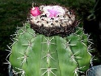 Melocactus curvispinus ssp caesius Mantequia Venezuela ©JB  Melocactus curvispinus ssp caesius JB ("Mantequia", Venezuela)