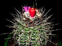 Melocactus curvispinus v. guitartii ©Jean Bénézet  Melocactus curvispinus v. guitartii JB