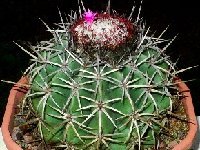 Melocactus curvispinus v. lobelii W1 Jean Bénézet  Melocactus curvispinus v. lobelii AHB45 ex JB Northern Venezuela