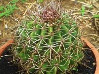 Melocactus guajirensis, Guajira, Colombia JB  Melocactus guajirensis, Guajira, Colombia JB