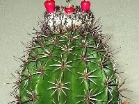 Melocactus mazelianus orig. Koehres ©JBenezet  Melocactus mazelianus Rio Orenoque, Venezuela JB †