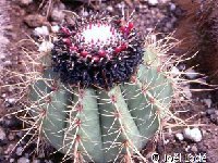 Melocactus oreas ssp cremnophilus erythracanthus  Morro de Chapeu, Bahia, BR 012  Melocactus oreas ssp cremnophilus erythracanthus  Morro de Chapeu, Bahia, BR JB