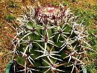 Melocactus robustispinus HU463, Sao Francisco MG BR JB  Melocactus robustispinus HU463, São Francisco Minas Gerais, Brazil JB