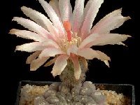 Neoporteria napina Georges Marchand  Neoporteria napina ssp. glabrescens RCPB 154.03  Chile, Atacama (26 km N.Carrizal Bajo, 210m) † very small quantity