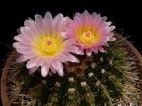 Notocactus herteri ssp. roseoluteus ©JLcoll.3465  Notocactus herteri ssp. roseoluteus ©JLcoll.346+DD (also by 100 seeds-graines-semillas)