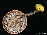 Pterocactus