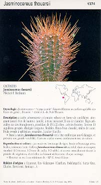 Jasminocereus thouarsii
